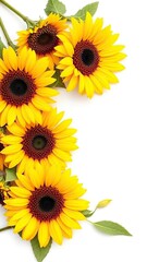 Naklejka premium Bright sunflower petals on a crisp white background, White background, Floral arrangement, Nature