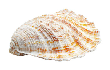 Obraz premium Beautiful seashell with intricate patterns and colors found on a beach during summer vacation, cut out