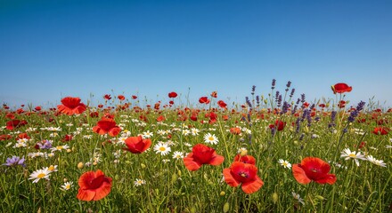 Wildflower Field Vividly Blooming Against Blue Sky