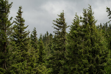 Solitary trees stand in the foreground, silhouetted against a dense forest backdrop. The isolated sentinels create depth and perspective, bridging open space with the woodland beyond.