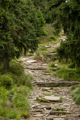 Narrow path winds through mountain forest, flanked by tall trees creating a natural corridor. Dappled light filters onto the trail as it curves upward along the wooded slope.