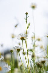 White daisies growing in a field under sunlight