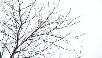 Obraz premium Intricate bare branches, stark white backdrop, winter feel, backdrop, art