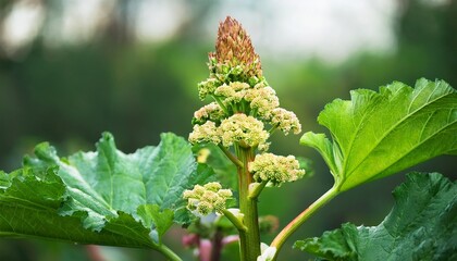 Fototapeta premium Himalayan rhubarb, Indian rhubarb plant flowering in garden, Rheum australe with flower buds