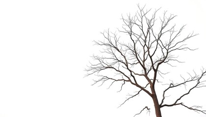 Obraz premium A lone deciduous tree, branches reaching skyward, stark against a pure white backdrop, autumn, branches