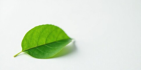 Obraz premium A solitary green leaf rests on a pristine white surface, isolated leaf, nature