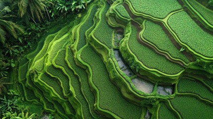 Fototapeta premium Aerial View of Lush Green Rice Terraces in Bali