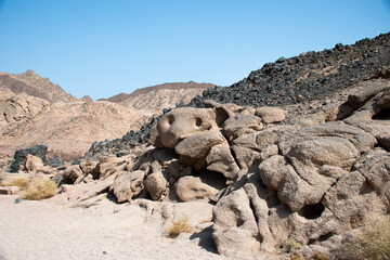 Exploring the Nabq Nature Reserve in Sharma El-Sheikh, Egypt.