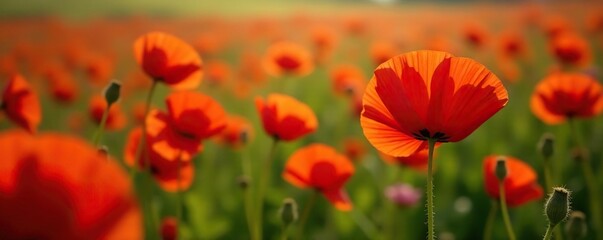 Fototapeta premium Single red poppy amidst lush red poppy flowers, petals, field, red poppy