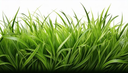 Obraz premium a green grass isolated background