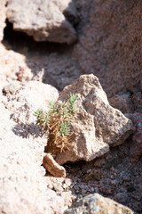 Exploring the Nabq Nature Reserve in Sharma El-Sheikh, Egypt.