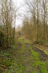 Muddy path winding through bare trees in winter forest
