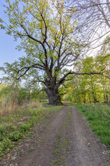 Lausitzer Seenlandschaft