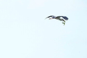 A white-throated eagle bird lives naturally in the Bangkok Open Zoo in Thailand.