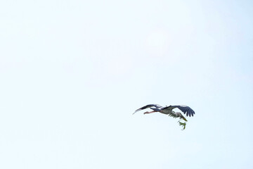 A white-throated eagle bird lives naturally in the Bangkok Open Zoo in Thailand.