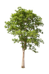 Obraz premium Green tree isolated on transparent background with clipping path, single tree with clipping path and alpha channel. are Forest and foliage in summer for both printing and web pages.