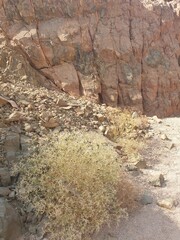 Exploring the Nabq Nature Reserve in Sharma El-Sheikh, Egypt.