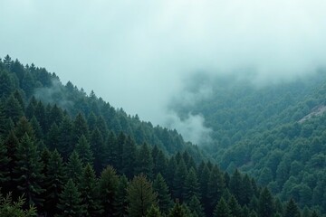 Misty grey fog rolls in over a forest landscape, misty, terrain, overcast