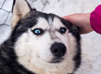 A person gently pets a husky with striking blue eyes in a snowy setting, portraying a warm moment.
