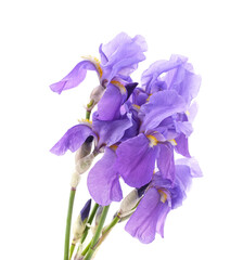 Bouquet of purple irises.