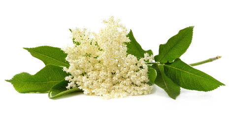 White elder flower.