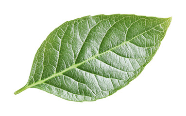 Obraz premium Fresh green leaf close-up showing vibrant texture and detail, suitable for nature themes and eco-friendly designs, cut out