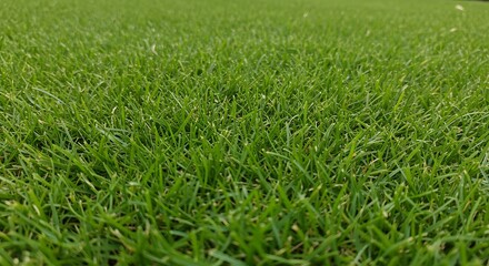 Obraz premium Green Grass Lawn with Morning Dew in a Peaceful Outdoor Setting