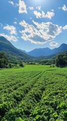 Fototapeta premium Lush Valley Farmland Under Sunny Sky