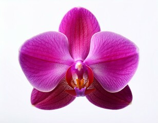 Fototapeta premium phalaenopsis or orchid flower close up pink purple orchid flower isolated on white background