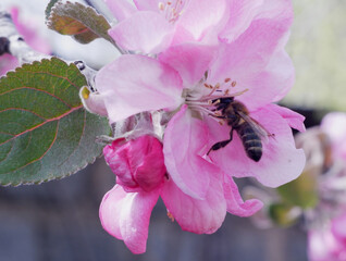 Apple trees bloom in spring. Bees pollinate the flowers and collect nectar.
