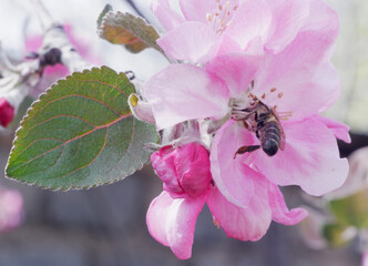 Apple trees bloom in spring. Bees pollinate the flowers and collect nectar.