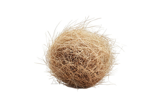 Desert tumbleweed isolated on white background
