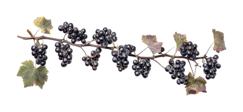 Cluster of ripe black grapes on vine branch with green leaves perfect for harvest season or wine production, cut out