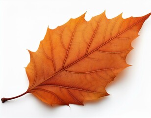 orange fall leaf isolated on a white background