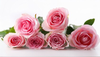 Obraz premium pink roses on white background