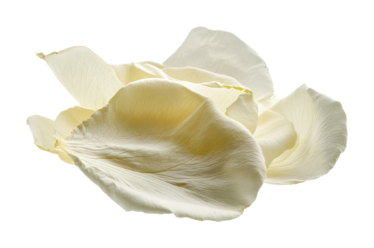 Elegant white rose petals scattered on a plain background for creative design and decoration purposes, cut out