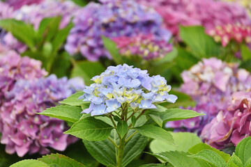 小さなアジサイ