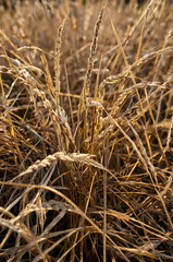 Fototapeta premium Golden Grain: A close-up shot captures the intricate details of golden grain, bathed in warm sunlight, evoking feelings of abundance and the beauty of harvest season.