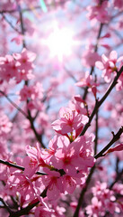 Obraz premium Pink cherry flowers close up macro. Sakura blossoms in the spring against sunlight. Beautiful delicate gentle colorful artistic image of spring, dramatic atmosphere. with white shades