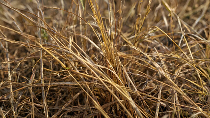 Fototapeta premium Golden Whispers: Close-up of dry grass field, bathed in the warm hues of late afternoon, evoking a sense of rustic tranquility.