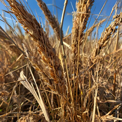 Fototapeta premium Golden Harvest under the Blue Sky: A close-up shot captures the warm tones of golden wheat, swaying gently in the sunlight against a backdrop of a clear, bright blue sky, suggesting a bountiful yield.