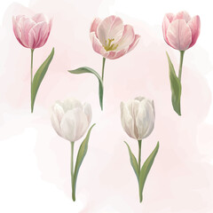 Fototapeta premium Spring realistic tulips White and pink flowers Seasonal plants painting