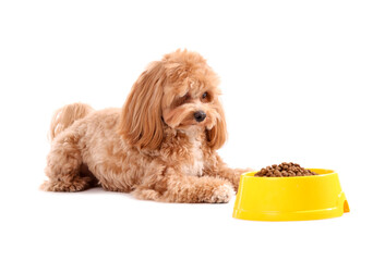 Feeding bowl with dry pet food and cute dog on white background