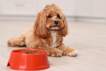Feeding bowl with dry pet food and cute dog on floor at home