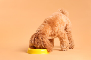 Cute dog eating pet food from feeding bowl on beige background