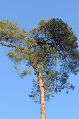 European Pine Pinus conifer tree in a forest against bright blue sky, natural woodland background