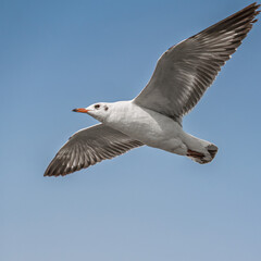 Golden Hour Flight – Seagulls at Sunset Over the Ocean