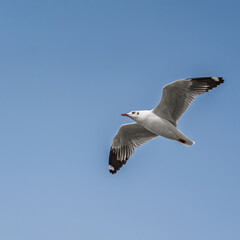 Seagulls Flying Freely Over a Tranquil Beach at Sunrise