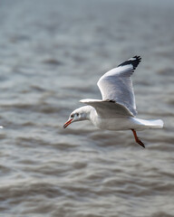 Flying Seagulls Over a Peaceful Shoreline at Sunset
