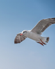 Graceful Seagulls in Mid-Air Against a Cloudy Sky